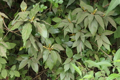 Actinodaphne hookeri
