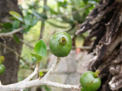 Hyperacanthus amoenus