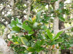 Hyperacanthus amoenus