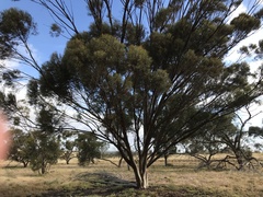 Eucalyptus spathulata