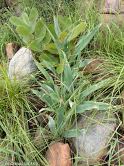Drimia elata
