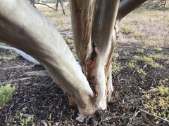Eucalyptus spathulata