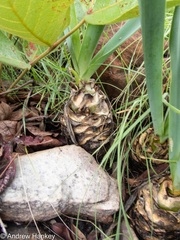 Drimia elata