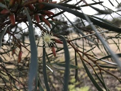 Eucalyptus spathulata