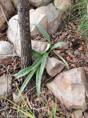 Ledebouria revoluta
