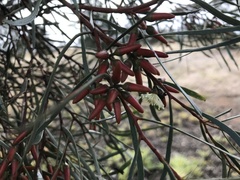Eucalyptus spathulata