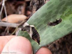 Ledebouria revoluta