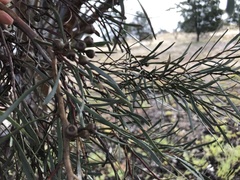 Eucalyptus spathulata