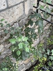 Populus alba