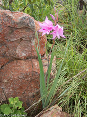 Gladiolus scabridus