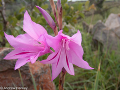 Gladiolus scabridus