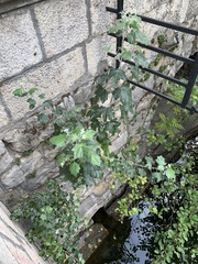 Populus alba