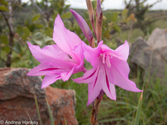 Gladiolus scabridus