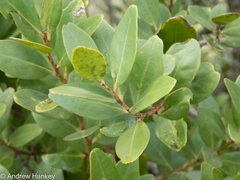 Pterocelastrus echinatus