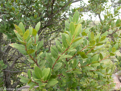 Pterocelastrus echinatus