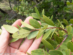 Pterocelastrus echinatus