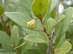 Pterocelastrus echinatus