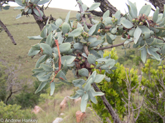 Lorantheae