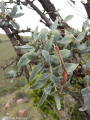 Lorantheae