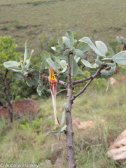 Lorantheae
