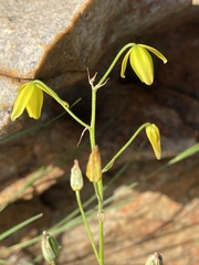 Albuca shawii