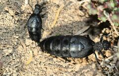 Meloe angulatus