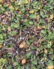 Leptinella maniototo