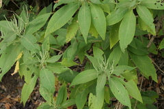 Colebrookea oppositifolia