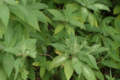 Colebrookea oppositifolia