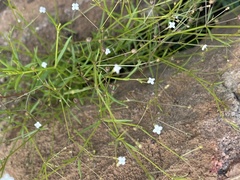 Oldenlandia herbacea