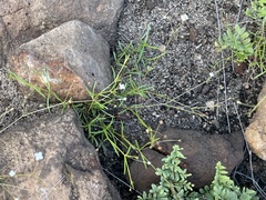 Oldenlandia herbacea