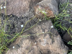 Oldenlandia herbacea