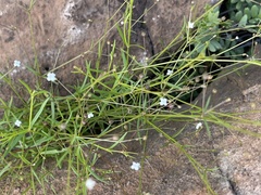 Oldenlandia herbacea