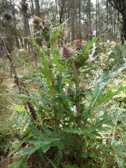 Cirsium ehrenbergii