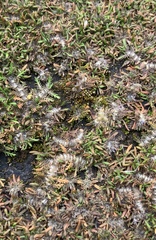 Leptinella maniototo