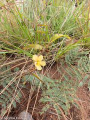 Chamaecrista mimosoides