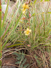 Chamaecrista mimosoides