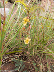 Chamaecrista mimosoides