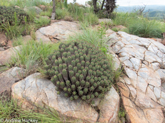 Euphorbia pulvinata