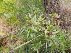 Ochna serrulata