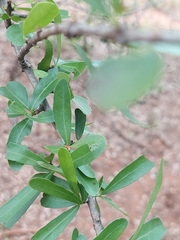 Elaeodendron transvaalense