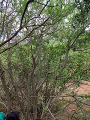 Elaeodendron transvaalense