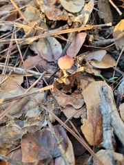 Mycena sanguinolenta