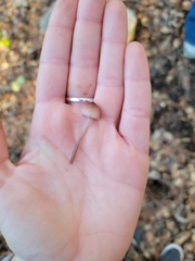 Mycena sanguinolenta