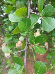 Commiphora pyracanthoides
