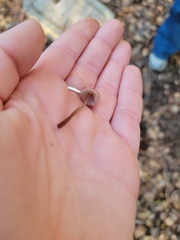 Mycena sanguinolenta