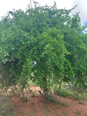 Commiphora pyracanthoides