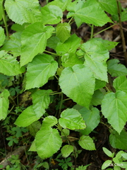 Entelea arborescens