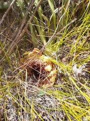 Protea laevis