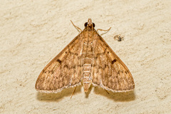 Herpetogramma licarsisalis